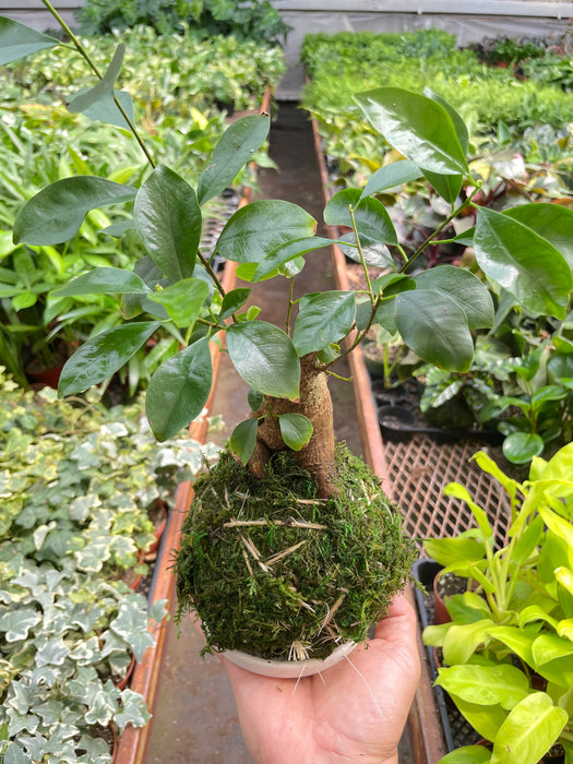 Ficus Ginseng Kokedama