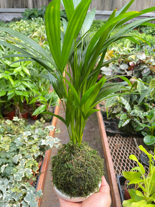 Palm Areca Kokedama