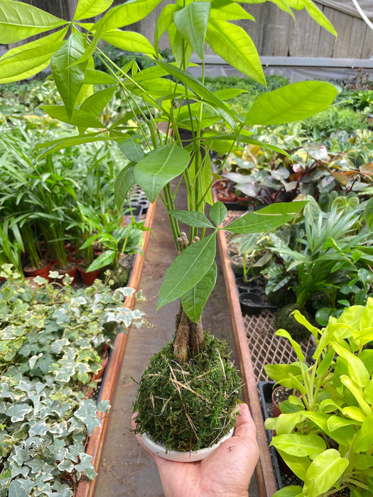 Money Tree 'Guiana Chestnut' Pachira Braid Kokedama