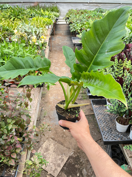 Philodendron 'Narrow Escape'