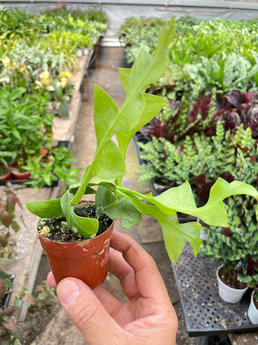 tooth pot plant Philodendron 'Ring of Fire' | Indoor Plant | Tropical Plant