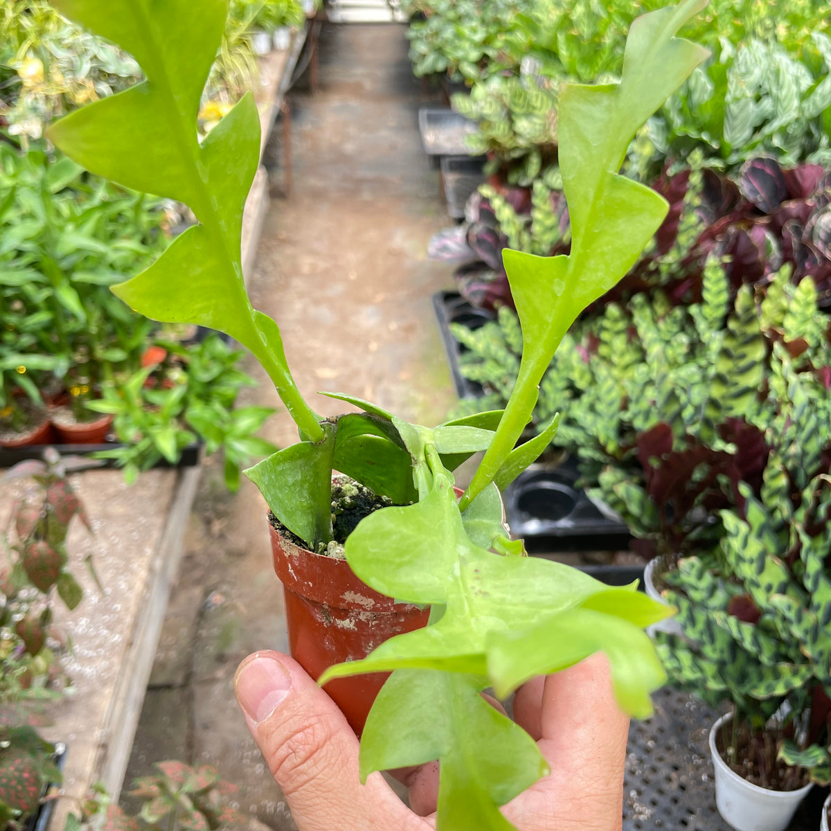 Philodendron 'Ring of Fire' | Indoor Plant | Tropical Plant