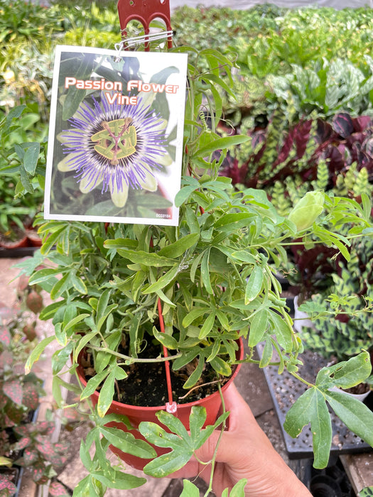 Passion Flower (Maracuya, Granadilla)