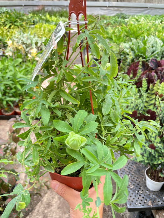 Passion Flower (Maracuya, Granadilla)