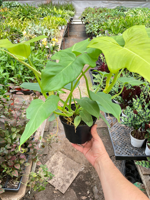 Philodendron 'Golden Dragon'