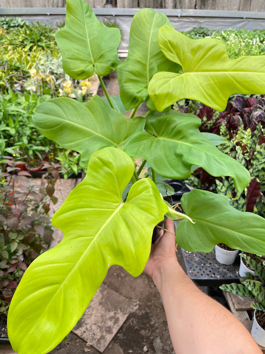 Philodendron 'Golden Dragon'