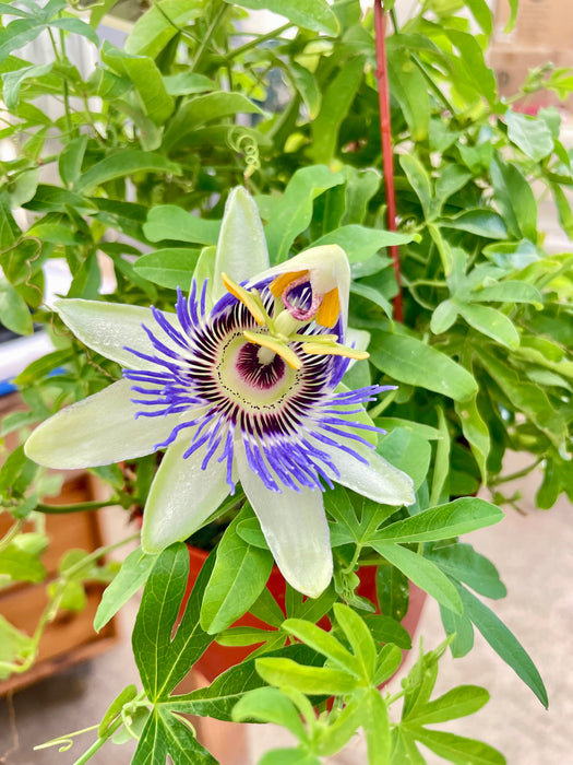 Passion Flower (Maracuya, Granadilla)