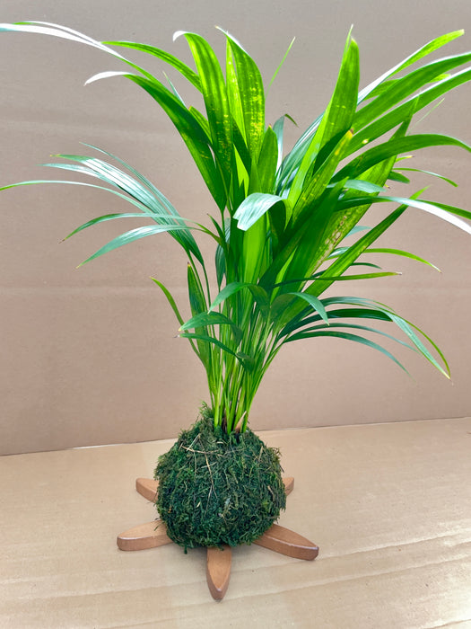 Palm Areca Kokedama