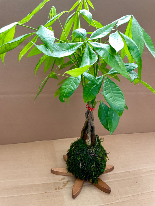 Money Tree 'Guiana Chestnut' Pachira Braid Kokedama