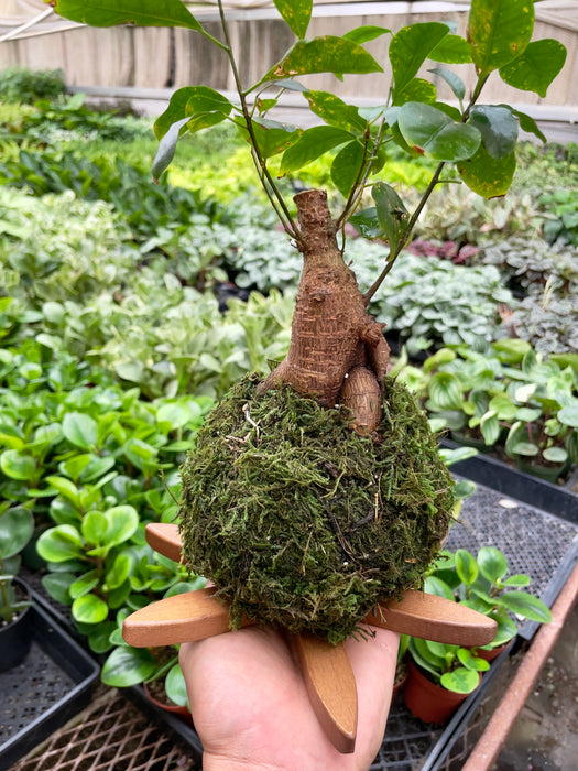 Monstera Swiss Cheese Kokedama