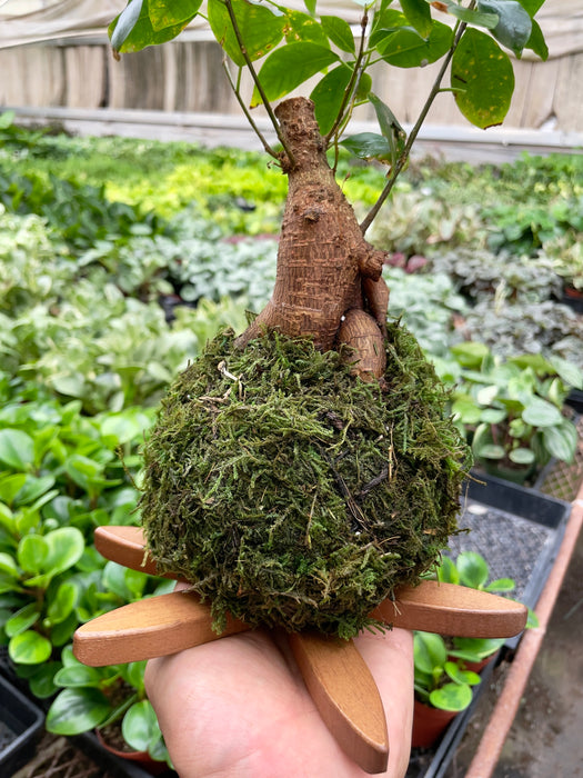 Ficus Ginseng Kokedama