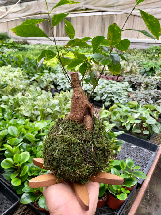 Calathea Rattlesnake Kokedama