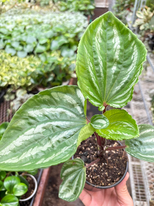 Peperomia Ecuador