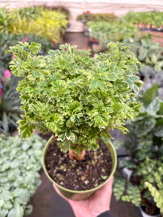 Aralia Ming Gold Mini Bonsai