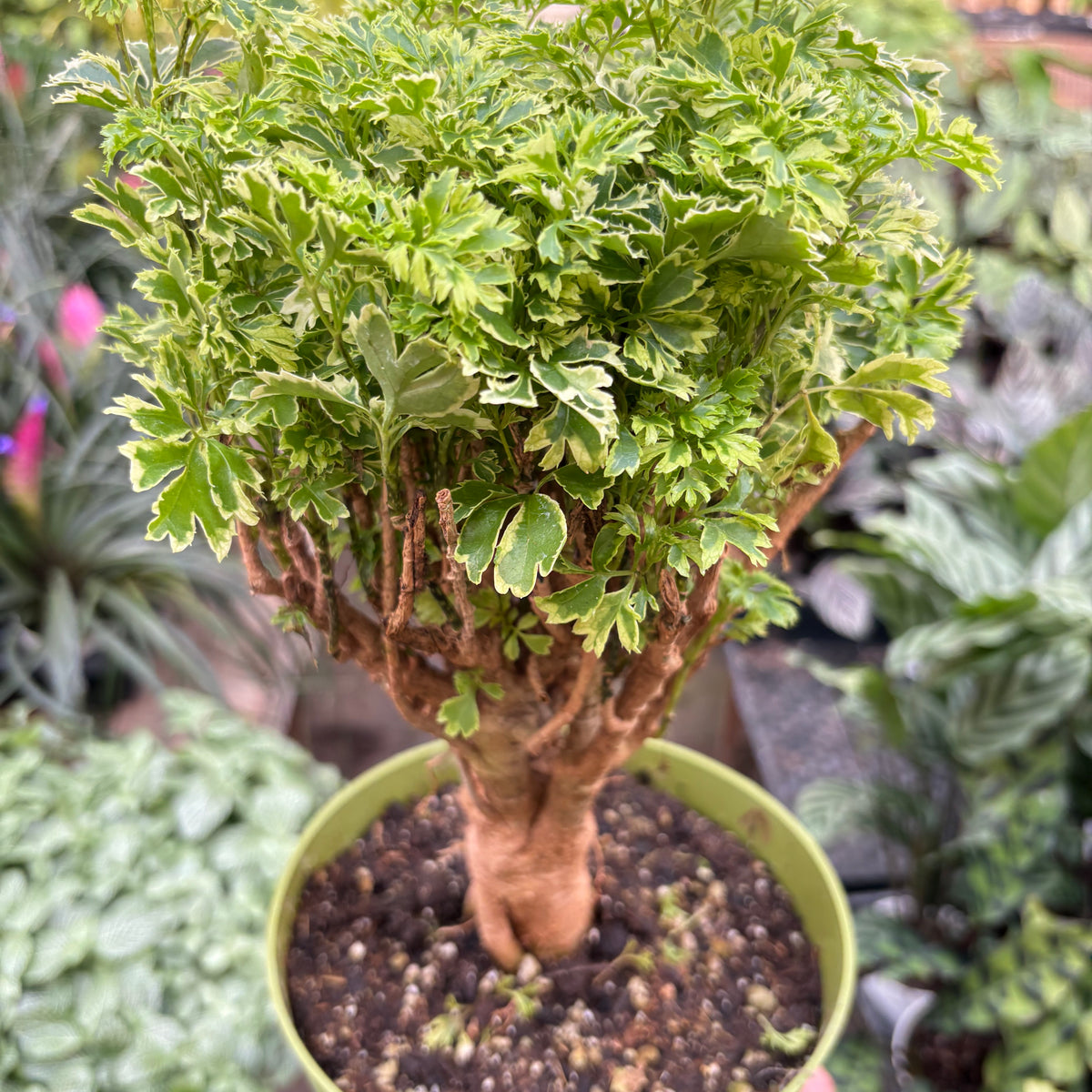 Aralia Ming Gold Mini Bonsai — house-plant-west