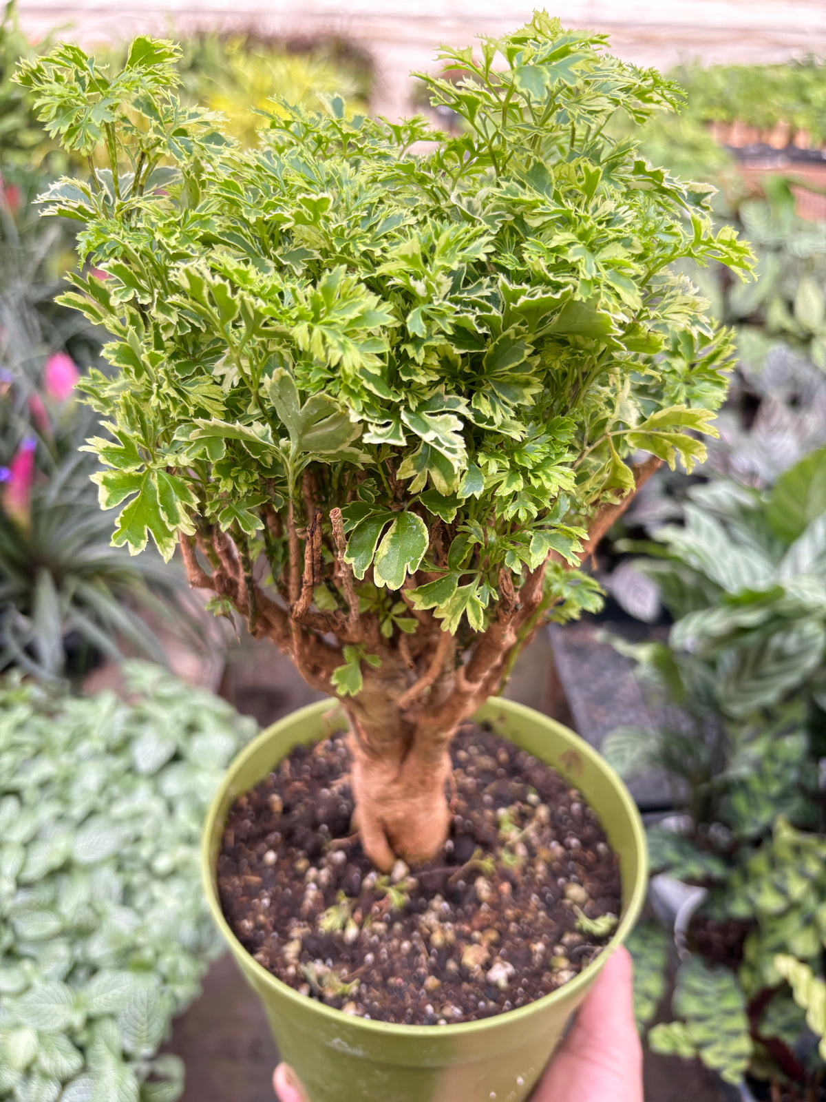 Aralia Ming Gold Mini Bonsai — house-plant-west