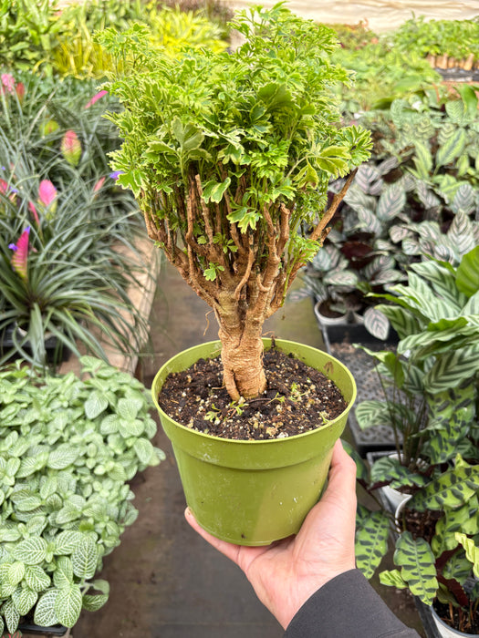 indoor ming aralia plant Aralia Ming Gold Mini Bonsai — house-plant-west