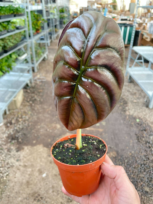 rare house plants wholesale Rare Pre-Pack #1