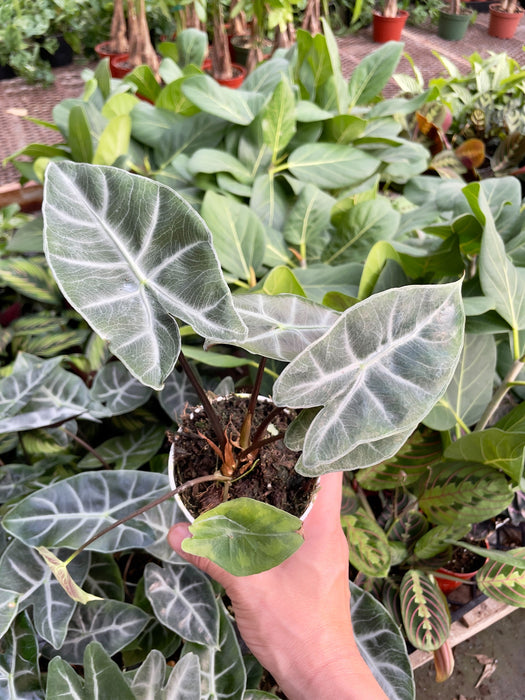 Alocasia 'Ebony'