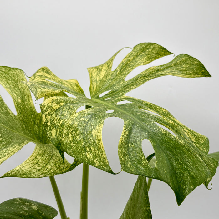 Monstera 'Mint'