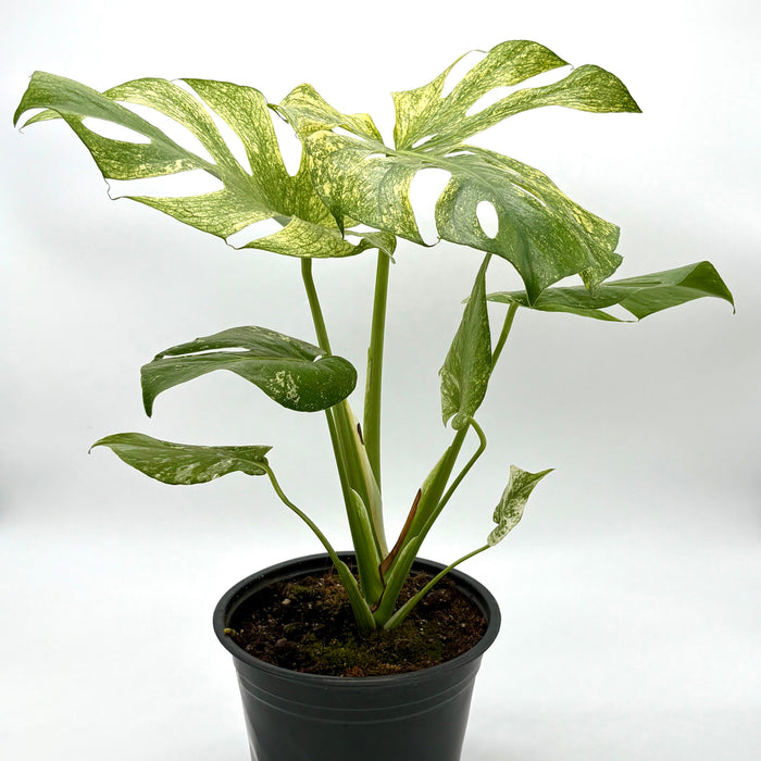 Monstera 'Mint'