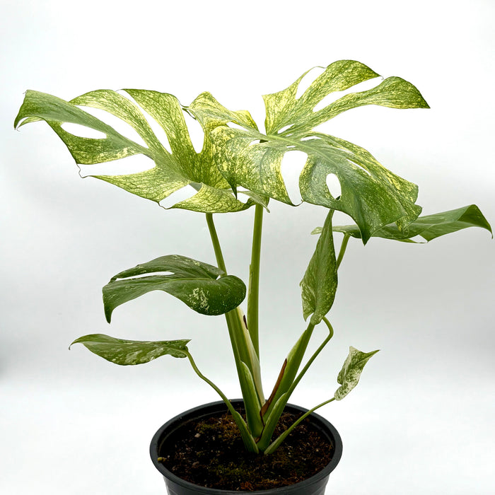 Monstera 'Mint'