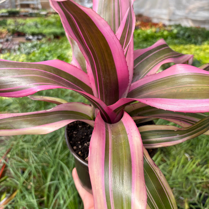 Bromeliad 'Pink Magic'
