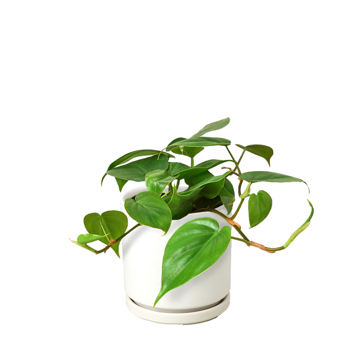 Philodendron Cordatum 'Heartleaf'