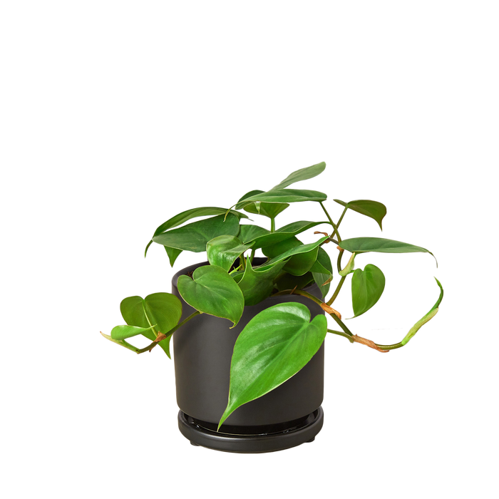 Philodendron Cordatum 'Heartleaf'