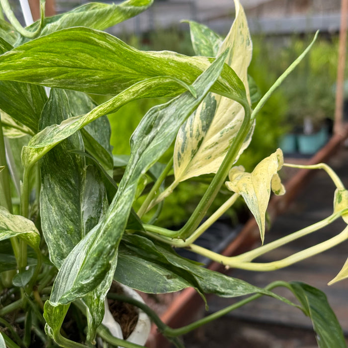 Pothos 'Mint Variegated'