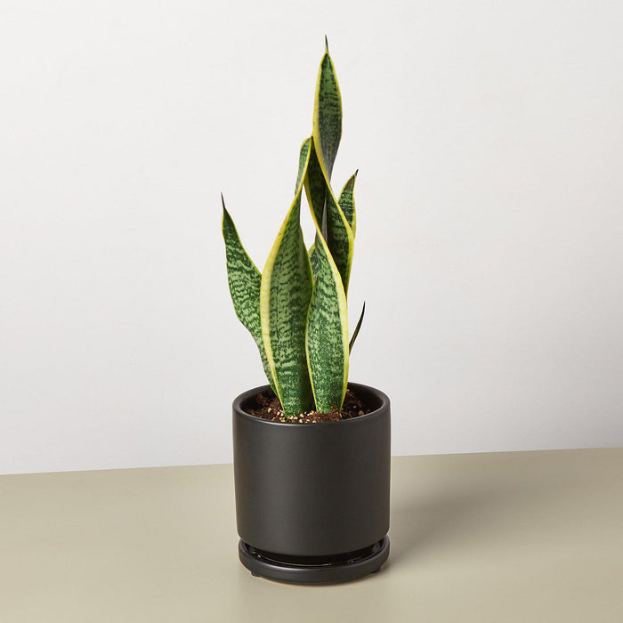 Snake Plant 'Laurentii' - House Plant Shop