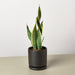 Snake Plant 'Laurentii' - House Plant Shop