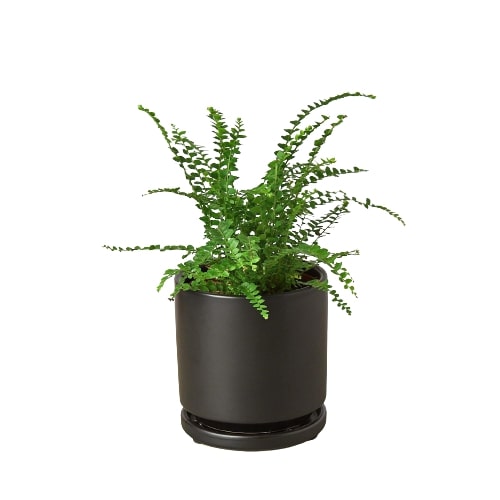 Lemon Button Fern