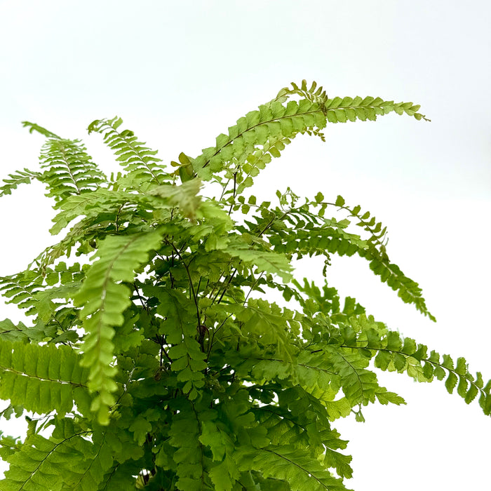 Fern 'Rosy' Maidenhair