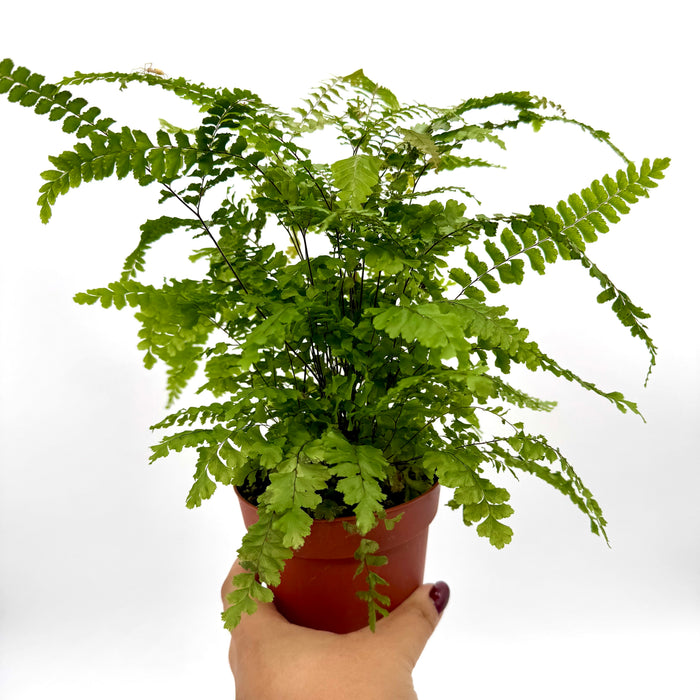 Fern 'Rosy' Maidenhair