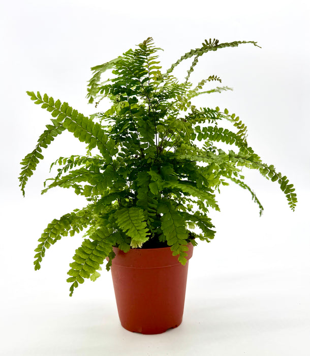Fern 'Rosy' Maidenhair