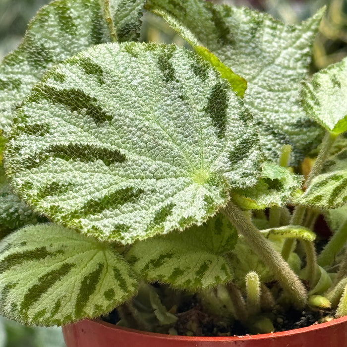 Begonia ‘Silver Jewel’