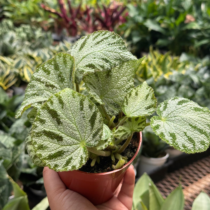 Begonia ‘Silver Jewel’