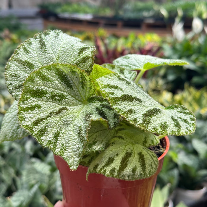 Begonia ‘Silver Jewel’