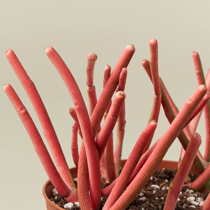 Succulent Euphorbia 'Fire Sticks'