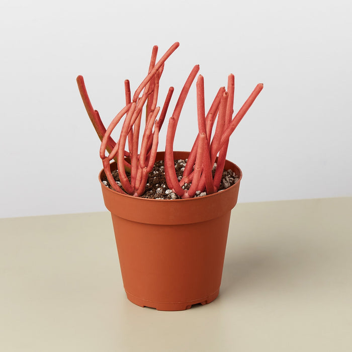 Succulent Euphorbia 'Fire Sticks'
