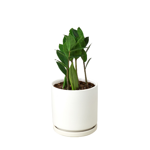 Zamioculcas Zamiifolia ZZ