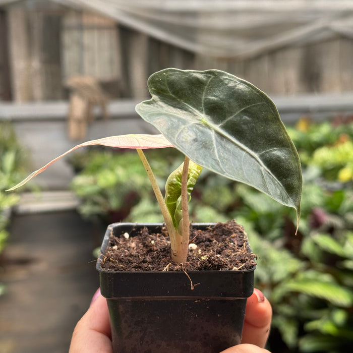 Alocasia Polly Mint Variegated
