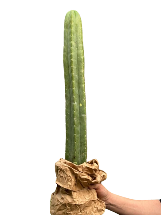 Cactus Echinopsis Pachanoi - 2FT