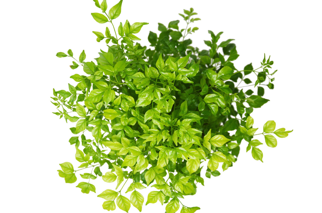 Radermachera 'China Doll'