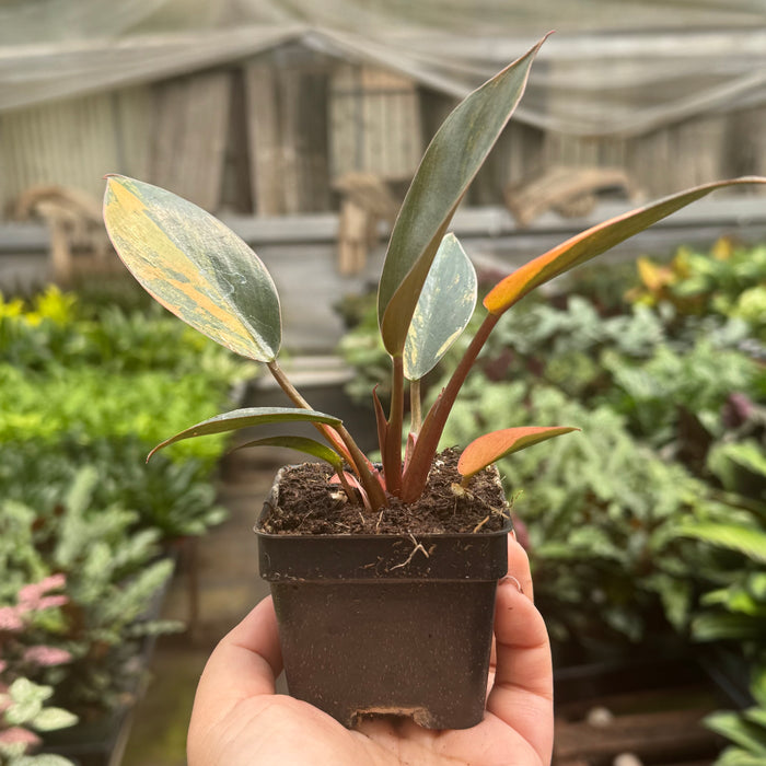 Variegated Philodendron 'Congo Rojo'