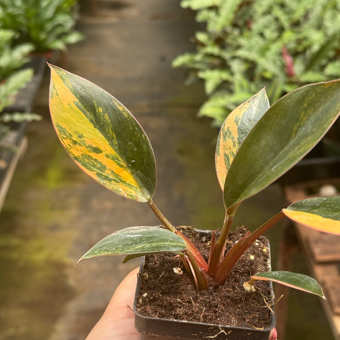 Variegated Philodendron 'Congo Rojo'