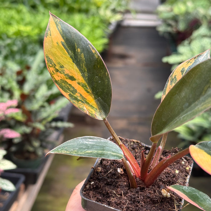 Variegated Philodendron 'Congo Rojo'
