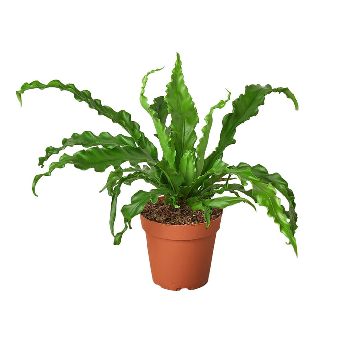 Bird's Nest 'Victoria' Fern