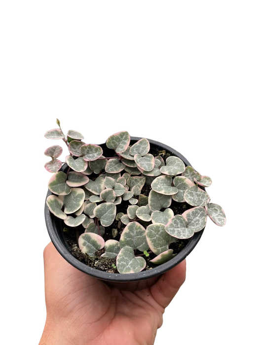 String of Hearts Variegated